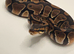 6wk old het Axanthic TSK ball python