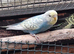 Young Budgies for sale