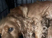 Red cockapoo puppies