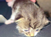 5 Siberian Kittens - 1 Reserved