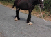 Black colt