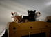 Beautiful kittens