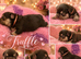 RKC registered French bulldog health tested parents