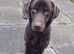 Chocolate Lab STUD!!