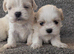 Beautiful malshi puppys