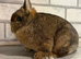 Netherland Dwarf Agouti female