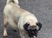 1 gorgeous Pug Puppy left