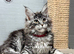 TICA registration Maine coon kittens Ready Now