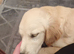 Kc reg Golden retriever female