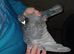 rubella spread rpra 2024 rung racing pigeons rare