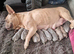 French bulldog puppies