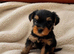 Beautiful yorkshire terrier puppies