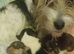 Smart Jackrussell pup