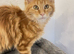 Stunning Purebred Maine Coon Kitten Looking for Her Forever Home!