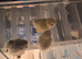 Silkie chicks
