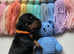 Beautiful KC Registered Dachshund Puppy Available