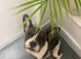 French bull dog x bulldog