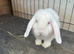 Mini lop Buck