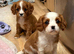 Beautiful cavalier puppies last boy and girl