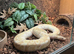 Male Banana Ball Python