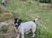 Traditional type Jack Russells