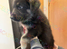 Reduced further to sell Ready now Stunning kc reg German shepherd pups