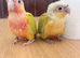 Baby Mooncheck and Suncheek conures 4-6 weeks