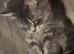 Missing grey fluffy cat