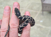 Four-line Snake for sale