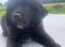 8 week old male black