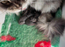 Stunning TICA Registered boys