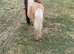 Beautiful Palomino And White Mini Shetland Gelding