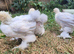 Trio of Porcelain Booted Pekin Bantams
