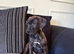 Beautiful Rhodesian Ridgeback x Bull Lurcher Puppies - Only 4 Left!