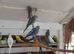 Young budgies