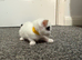 4 ginger and white kittens and 1 white with black tail