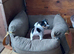 Jack Russell puppies