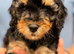Beautiful Cavapoos