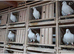 PURE WHITE LOGAN RACING PIGEONS HOLLAND IMPORT