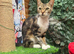 TWO FEMALE CATS NEED LOVING HOME/S