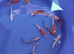 5 to 6 inch Koi High Grade &pound;12