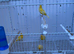 Stunning yellow canary&rsquo;s looking for new perch.