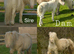 Shetland filly