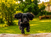 Amazing cocker spaniel