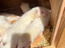 Albino ferret kits
