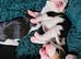 Bundles of Beagle Joy Looking for Forever Homes
