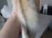 Male White & grey ferret
