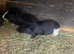 Adult male guinea pigs