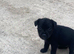 Patterdale puppies