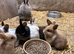 Adorable baby bunnies